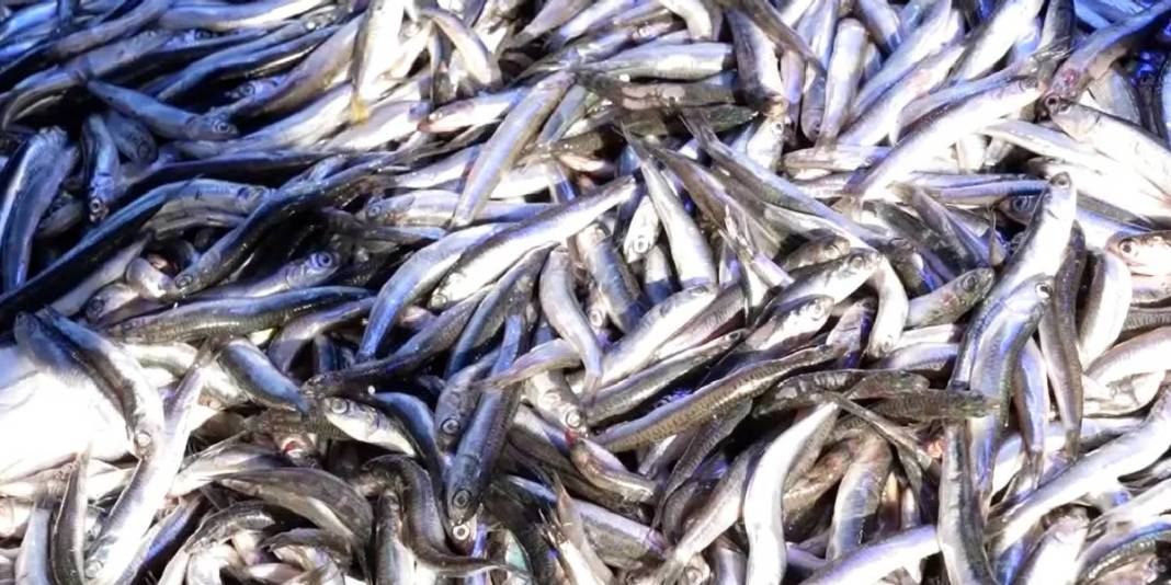 Fiyatı düştü, duyan koştu! Tezgahlarda 80 liradan kapış kapış satılıyor: Palamudun tahtını bile salladı 2